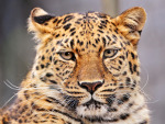 leopardt
