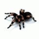 WebSpider